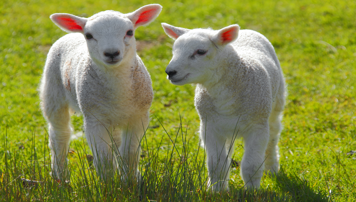 springlambs1200x680.jpg