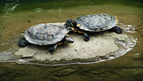 CDC: Outbreak Of Salmonella Due To Pet Turtles