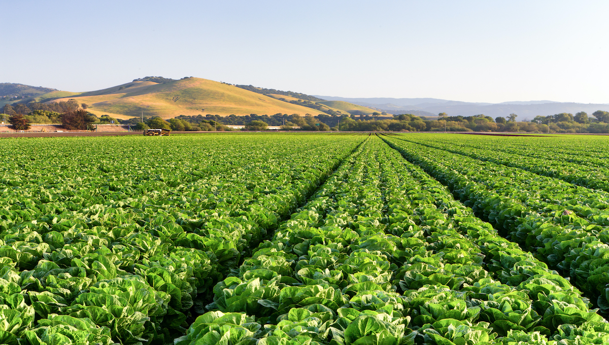 Lettuce Field in Salinas Valley