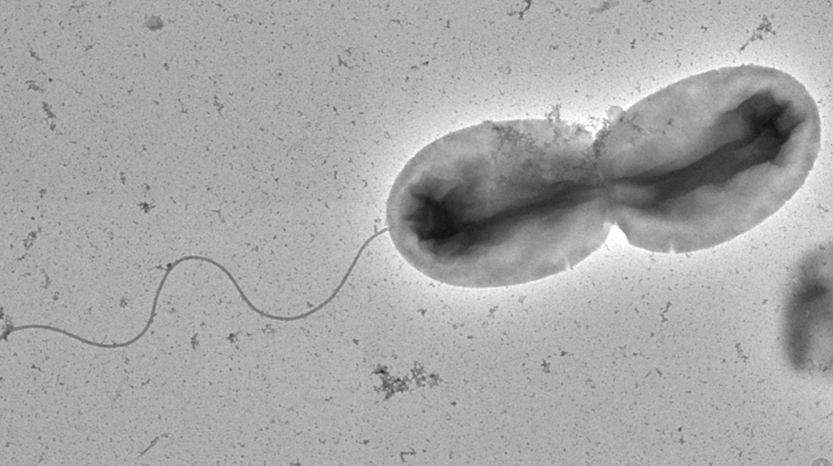 vibrio max planck simon ringgaard