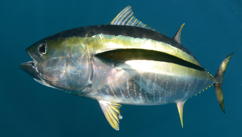 Dozens sick in outbreak; company refuses FDA's request to recall tuna