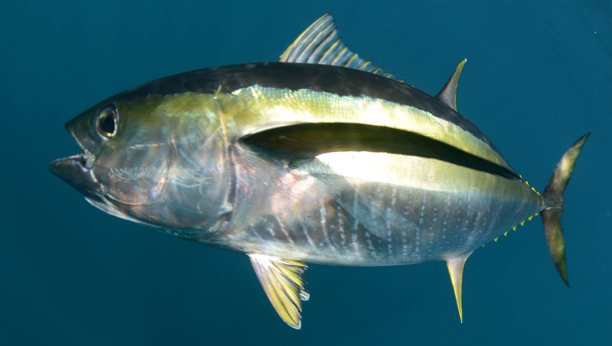 yellowfin tuna fish underwater in pacific ocean