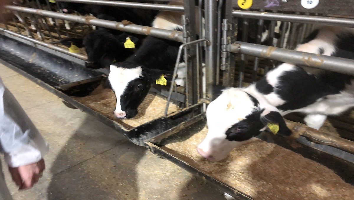 A close look at Dutch veal -- dubbed safest in the world | Food Safety News A close look at Dutch veal -- dubbed safest in the world | Food Safety News