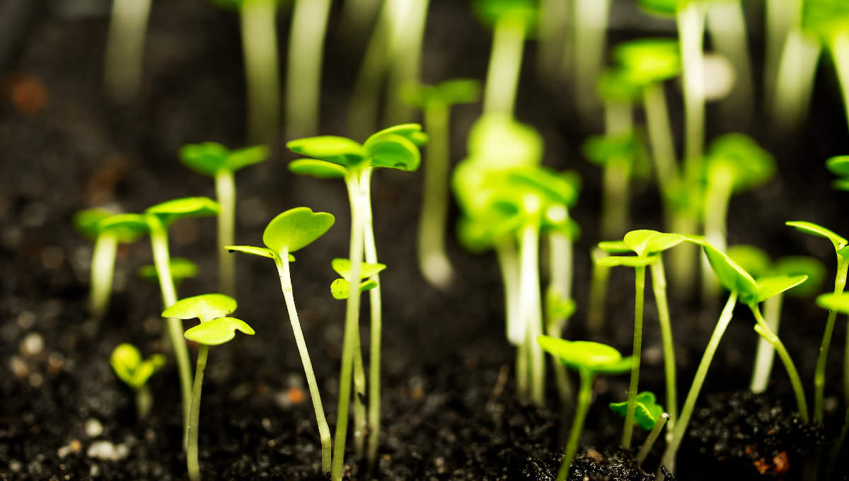 Sprouts growing out of the ground and reach for the light.