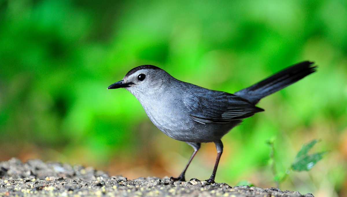 catbird