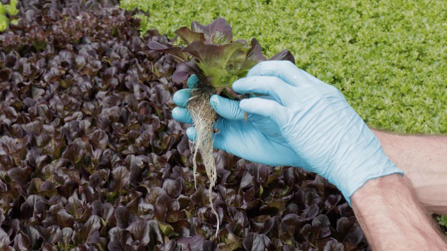 hydroponic growing gloved hands