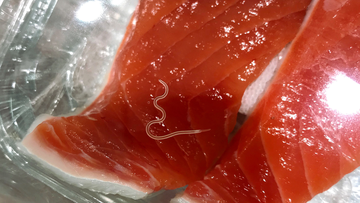 Anisakis worm in raw salmon