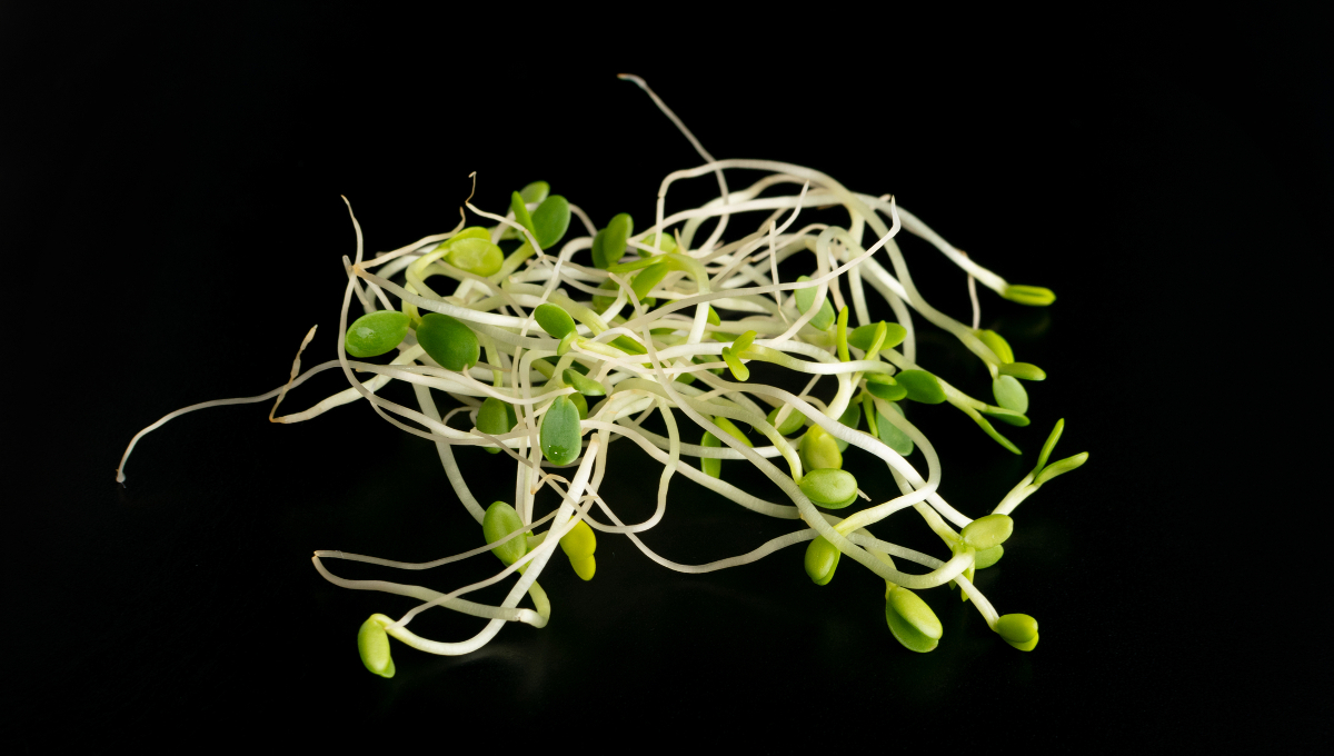 red clover sprouts