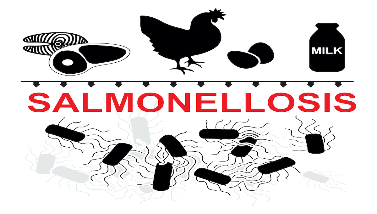 Salmonella reports in UK animals increase in 2020 thumbnail