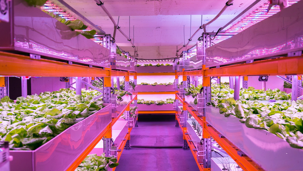 Aquaponic and Hydroponic systems are no escape from E. coli contamination - Food Safety News