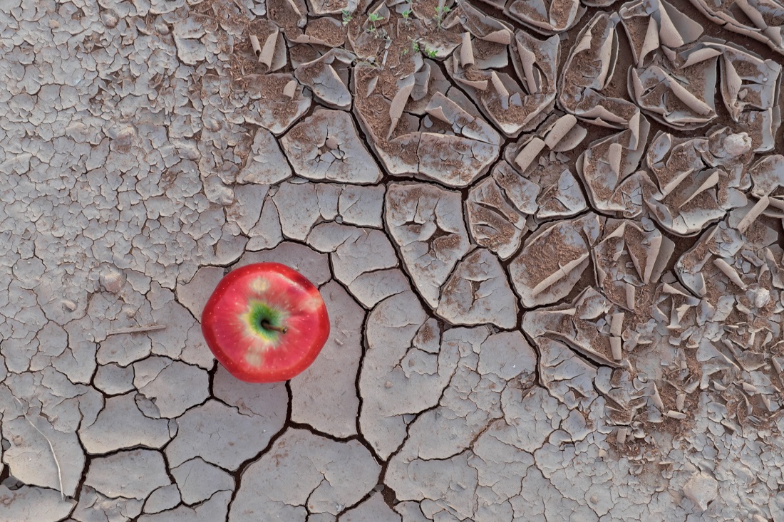 dreamstime_climate change apple