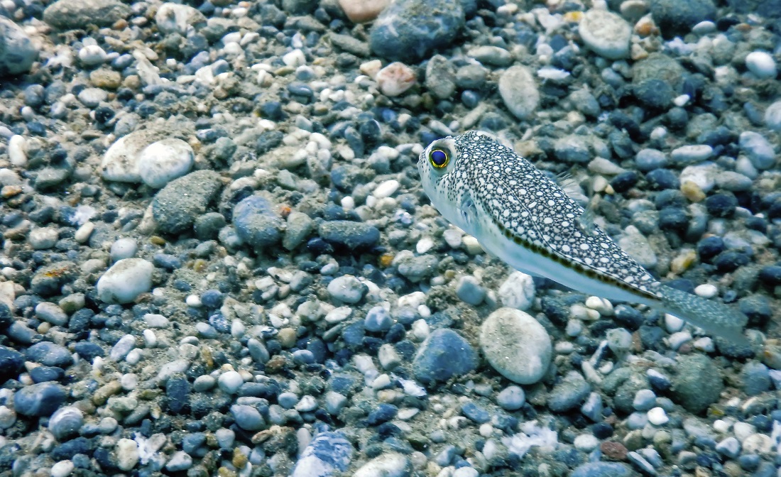 Man critically ill in Hong Kong after eating puffer fish Food