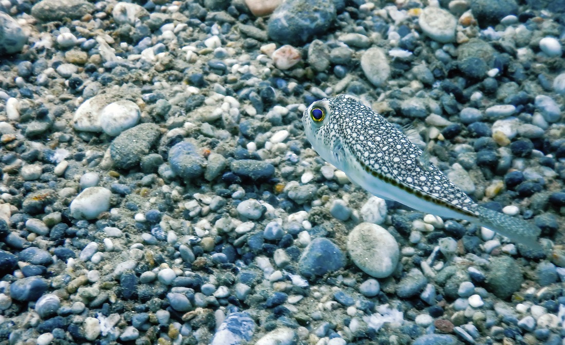 dreamstime_puffer fish, globefish, fugu, blowfish tetrodotoxin