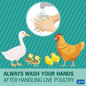 Wash Hands Poultry