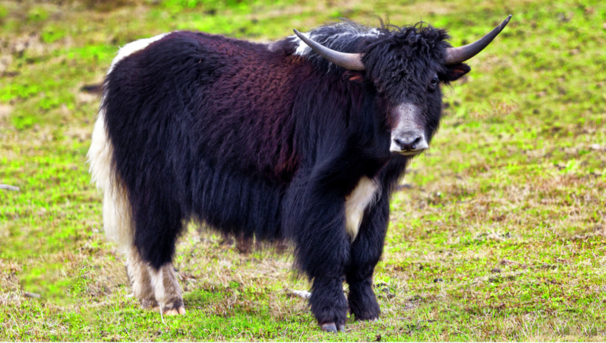 Yak