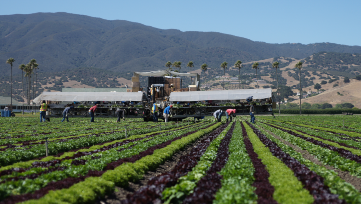 Farm workers