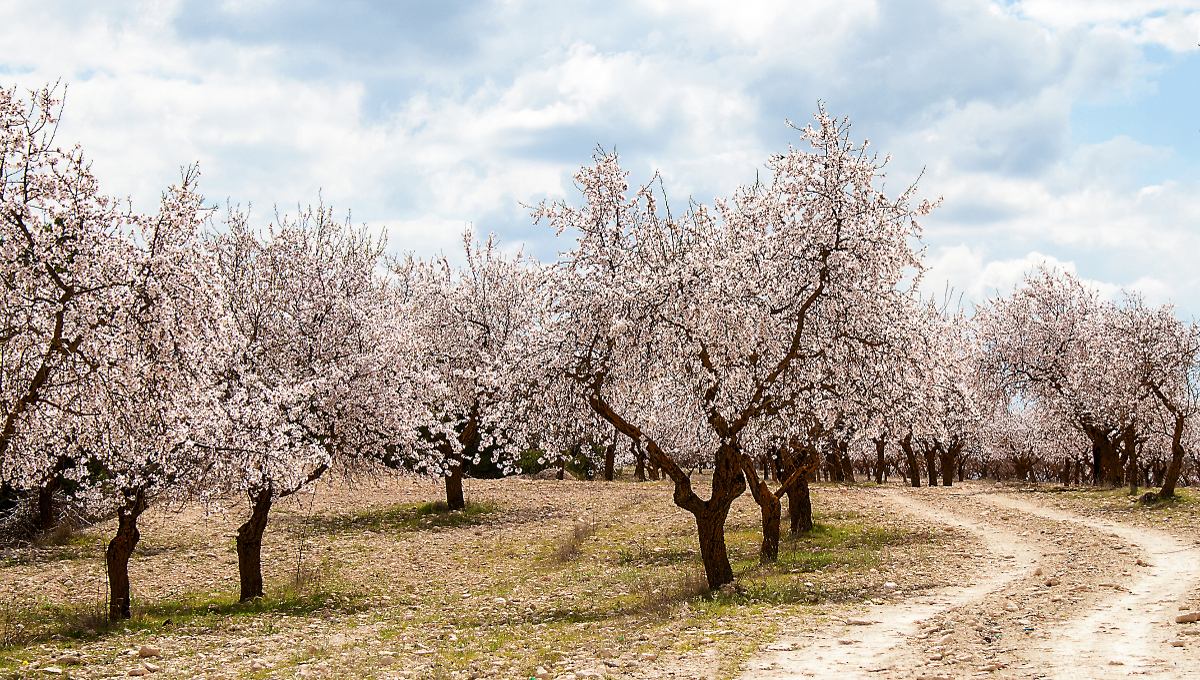 almond orchard