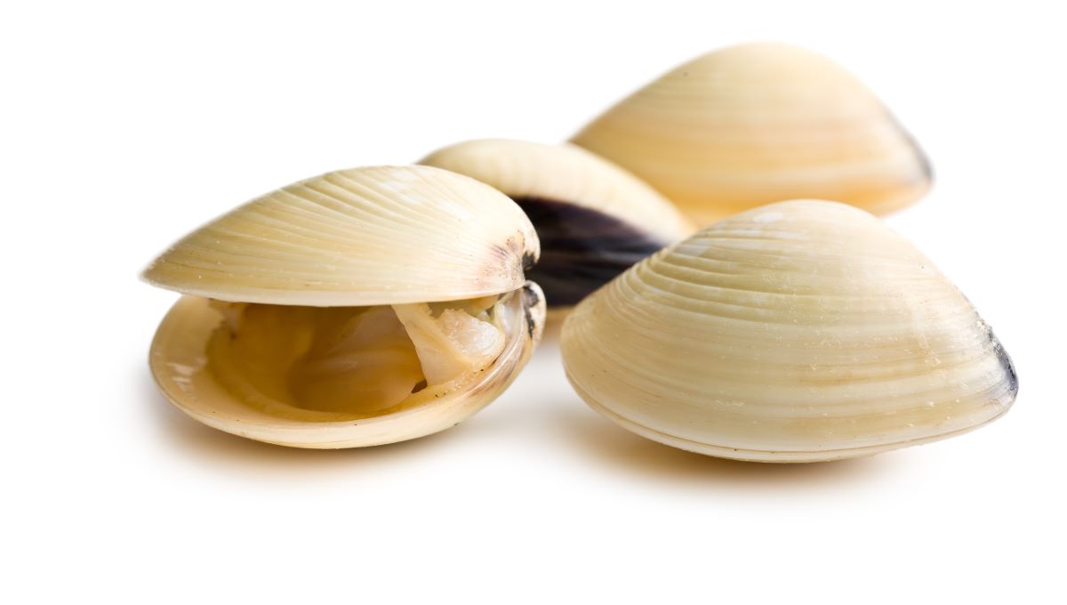 dreamstime_clam bivalve mollusk seafood