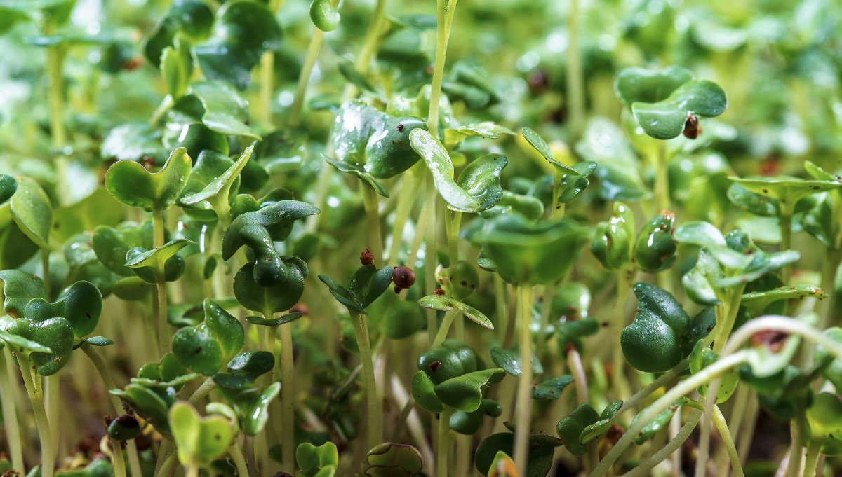 microgreens