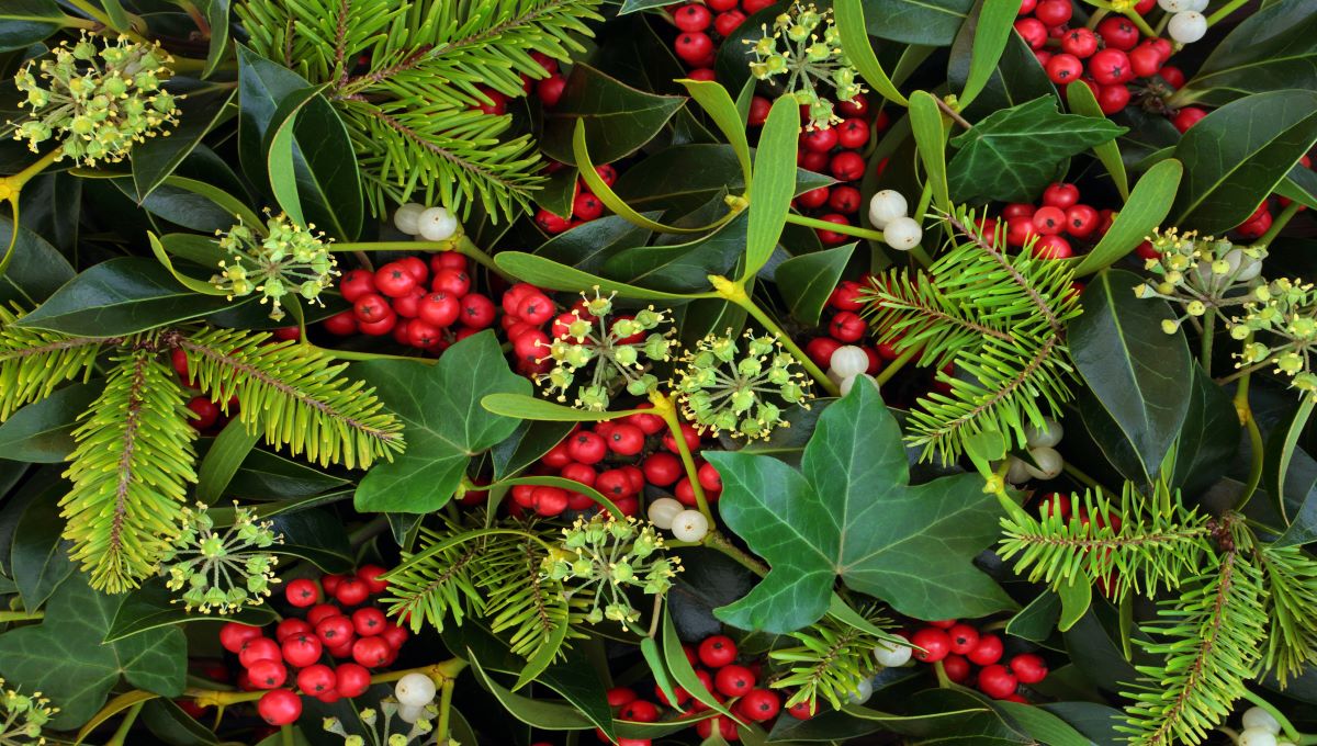 dreamstime_holly ivy mistletoe berries christmas