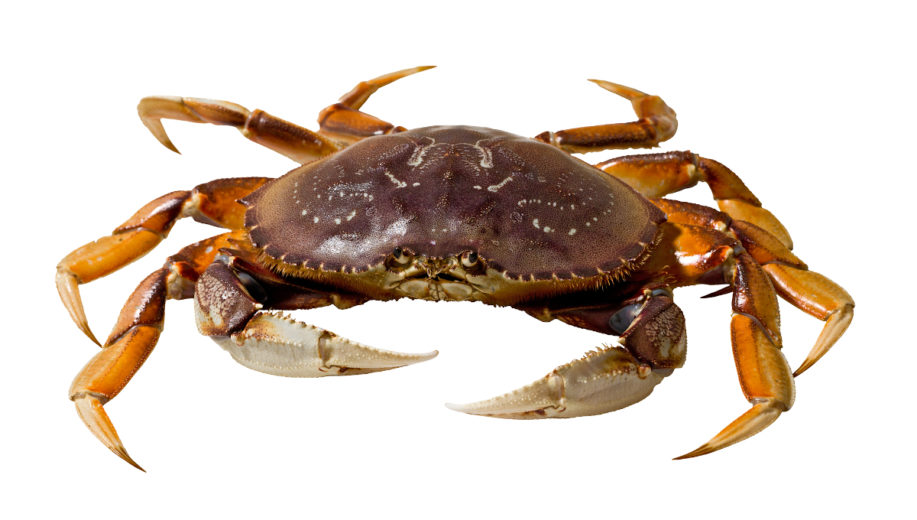 Certain Dungeness crabs recalled because of poisoning risk Food