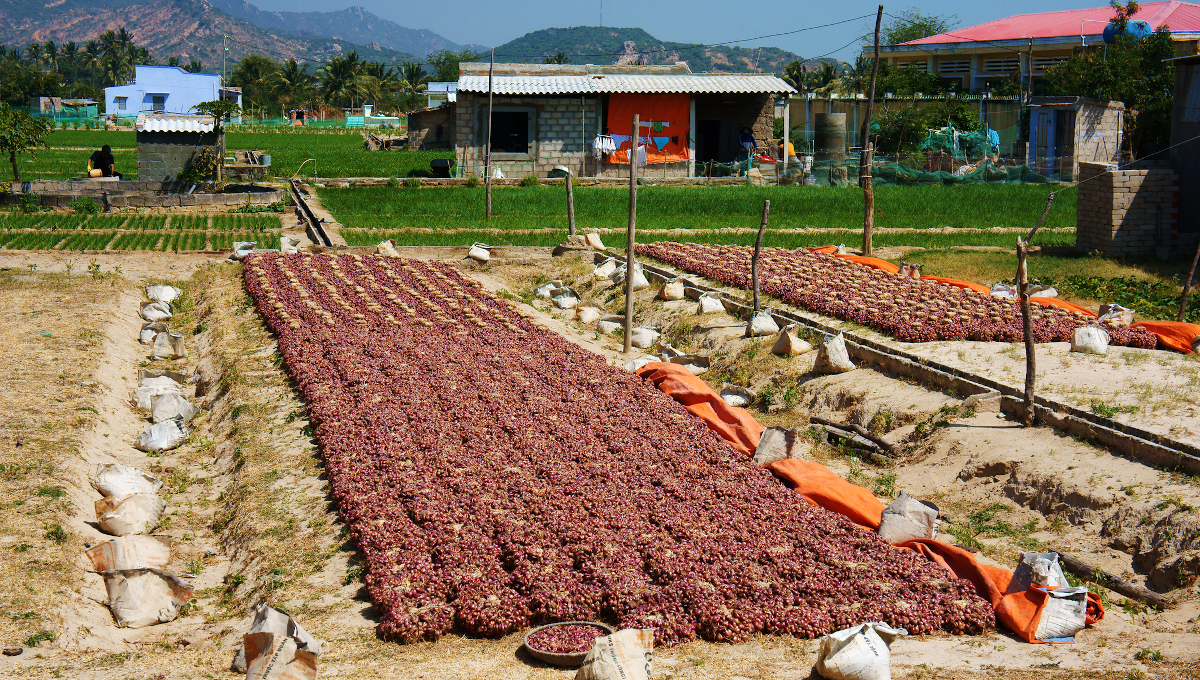 small onion farm