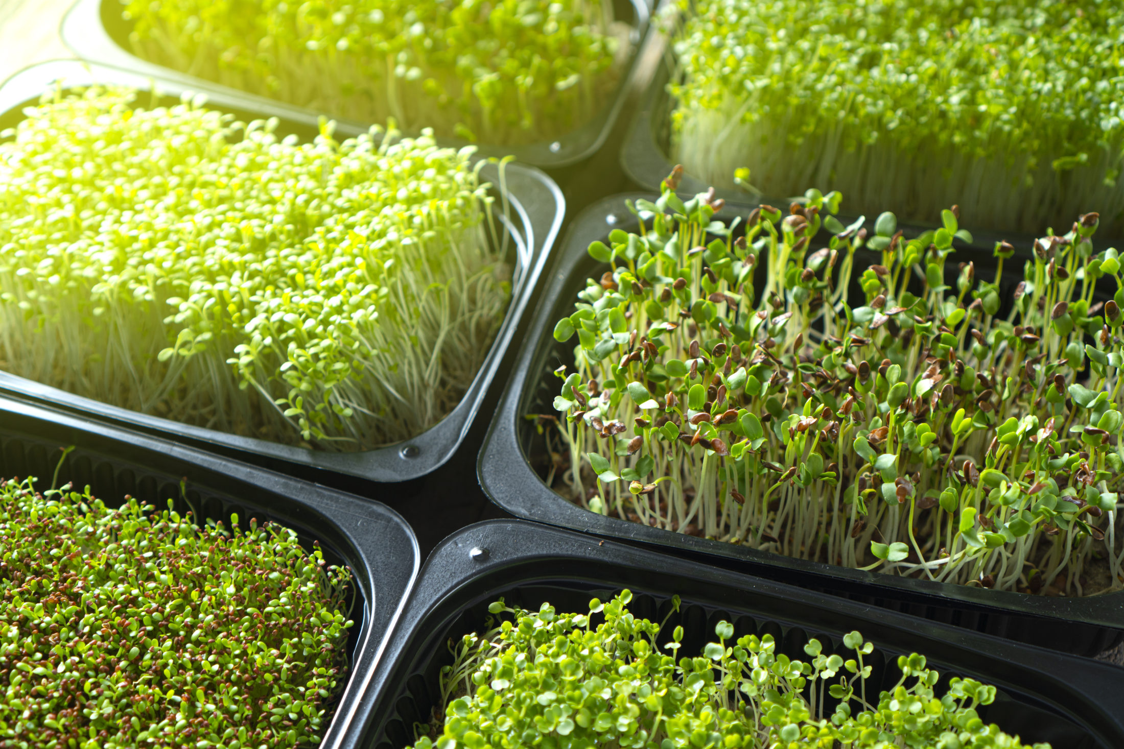 Microgreens salad fruit recipes level diys Microgreens salad fruit recipes level diys