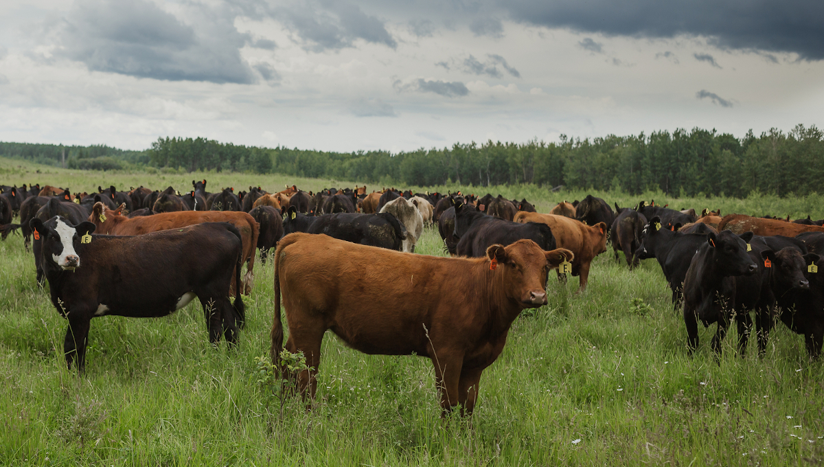 cattle in field