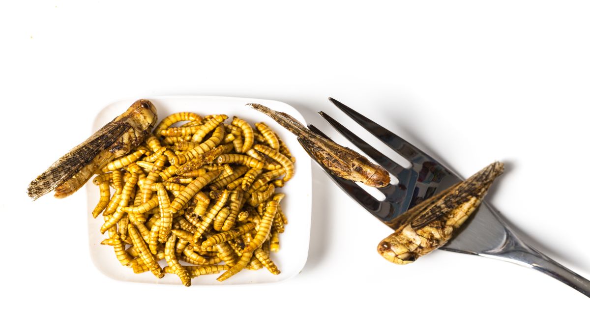 dreamstime_edible insects consumption