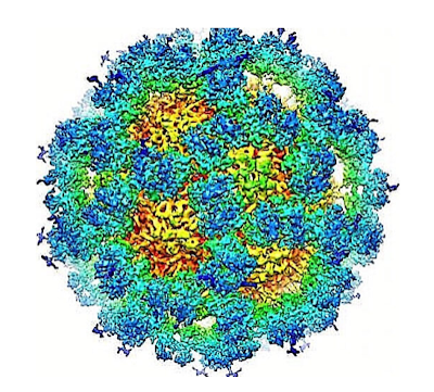 Norovirus