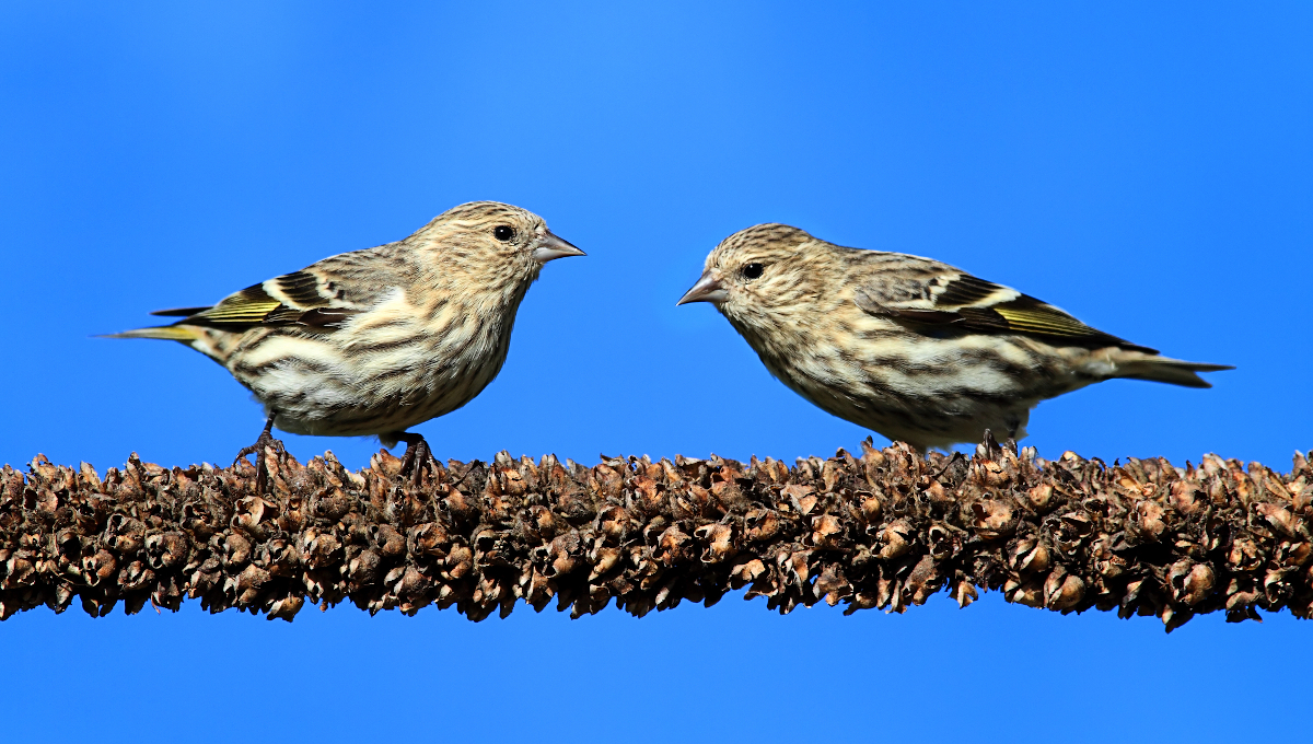 pine siskins birds