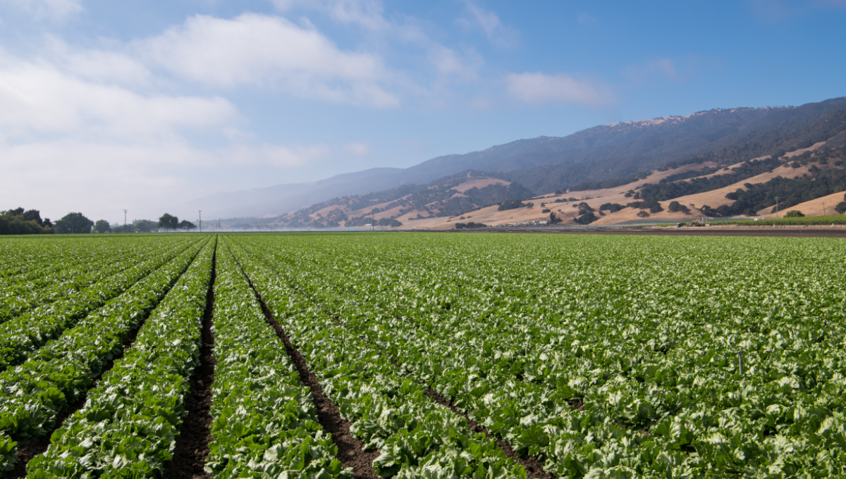 Central Valley Produce