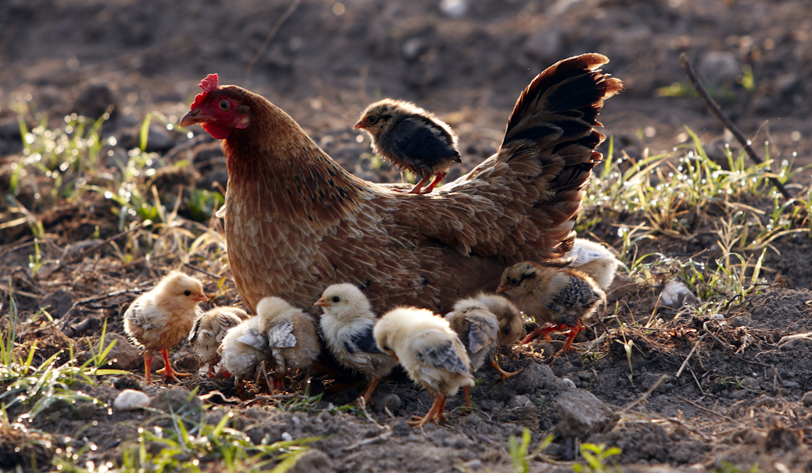 backyard flock chicks chicken