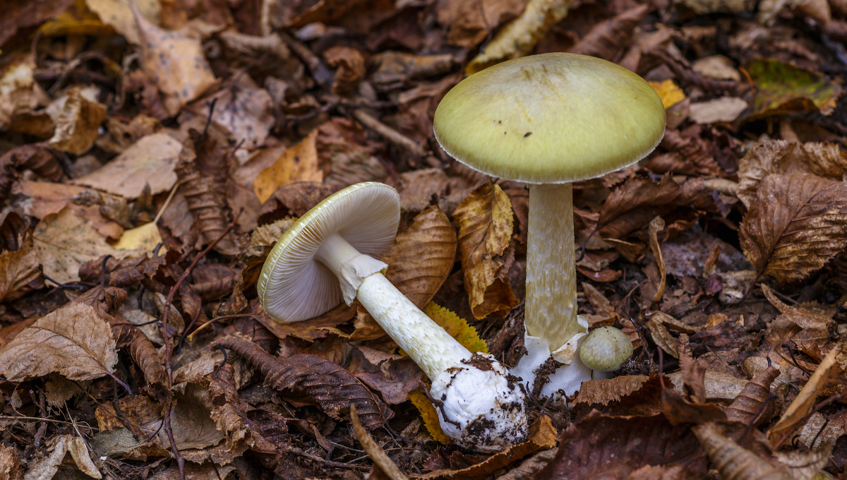 La France de nouveau frappée par des empoisonnements aux champignons sauvages