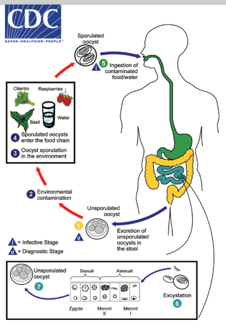 Cyclospora Life Cycle