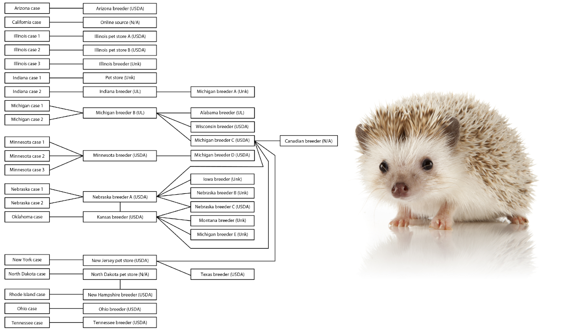 Hedgehog Salmonella