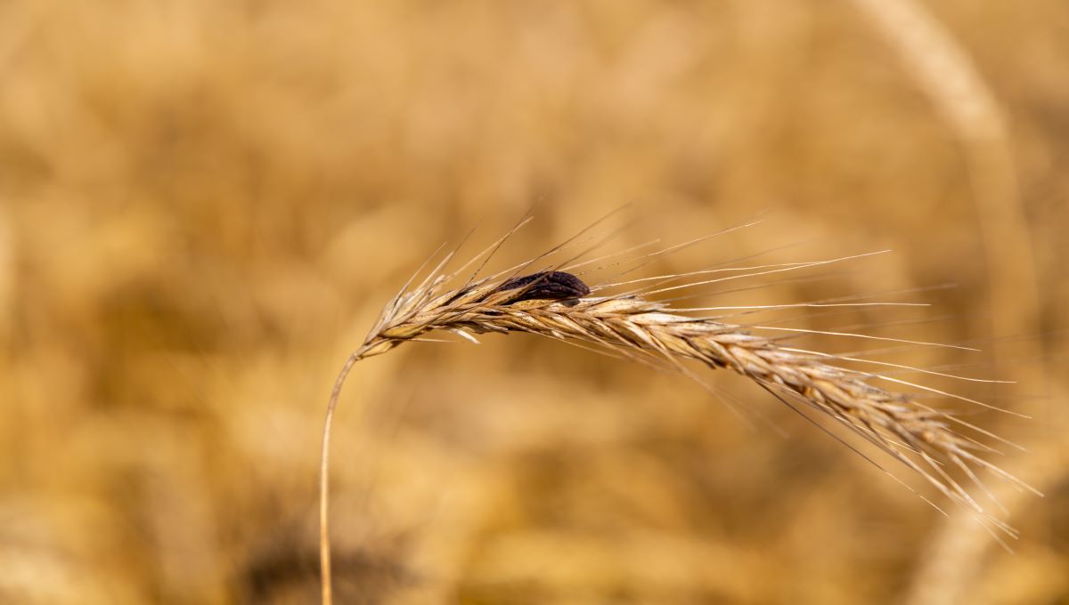 dreamstime_rye with ergot alkaloids mycotoxins