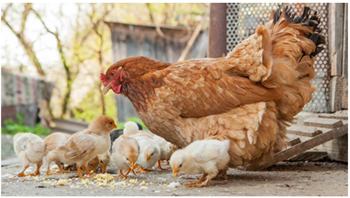 backyard chicken flock