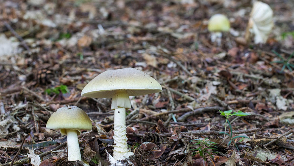 dreamstime_amanita phalloides death cap mushroom