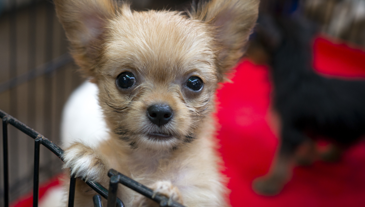 puppy sale