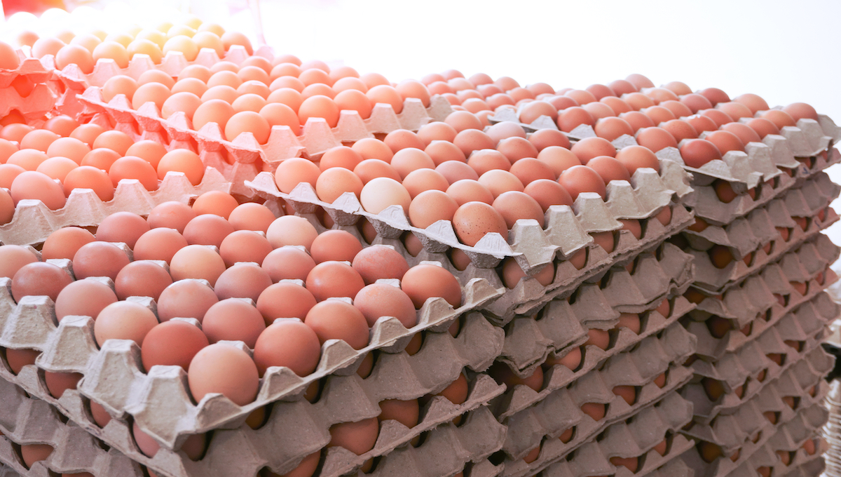 Face egg shortage or adopt national standard are choices for Massachusetts thumbnail