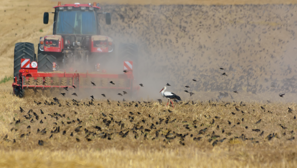 Field of Birds