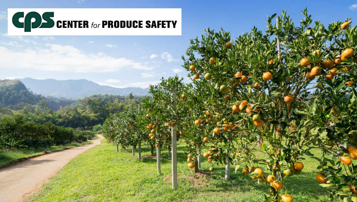 California citrus industry invests half a million in CPS produce safety research - Food Safety News