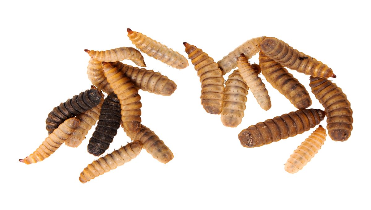 Project in Kenya looks at edible insect safety; EU approves house crickets thumbnail