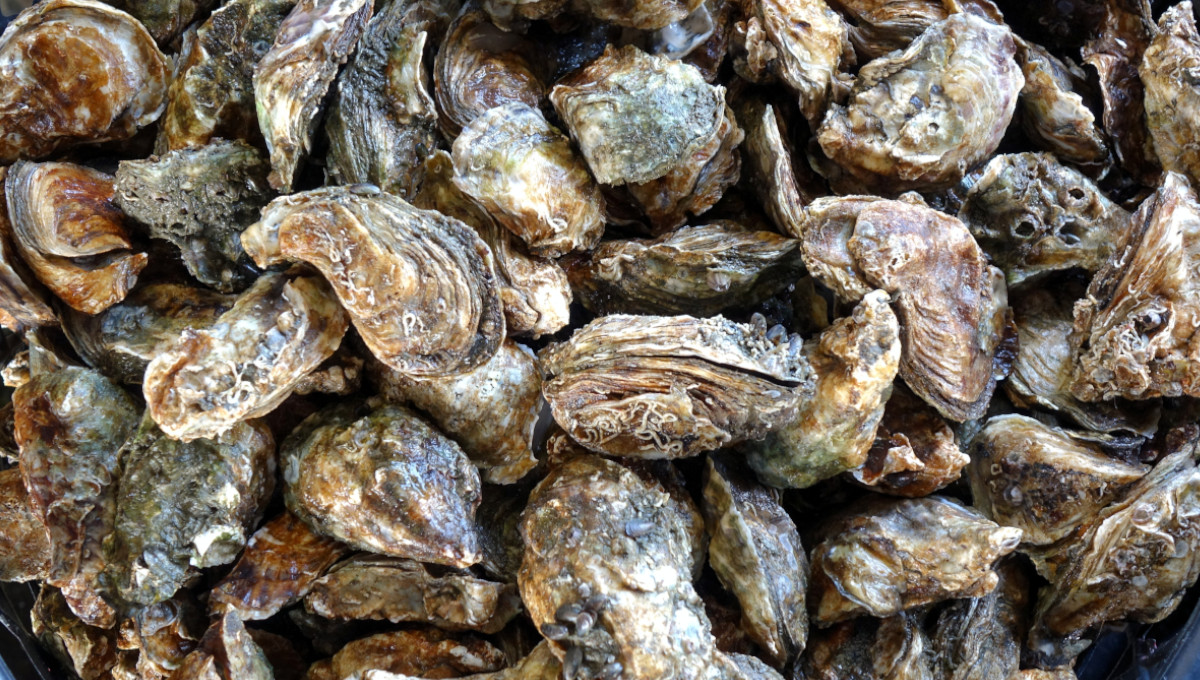 Oysters