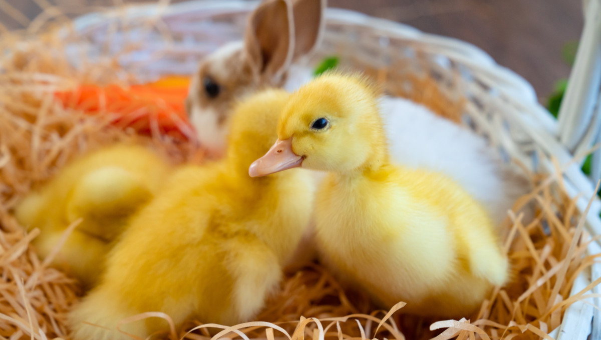 Ducklings