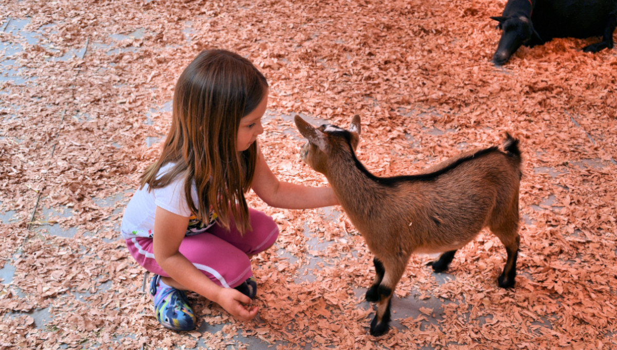 petting zoo