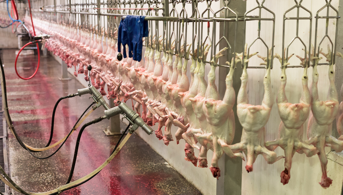 https://www.foodsafetynews.com/files/2022/04/poultry-plant-whole-chickens.jpg