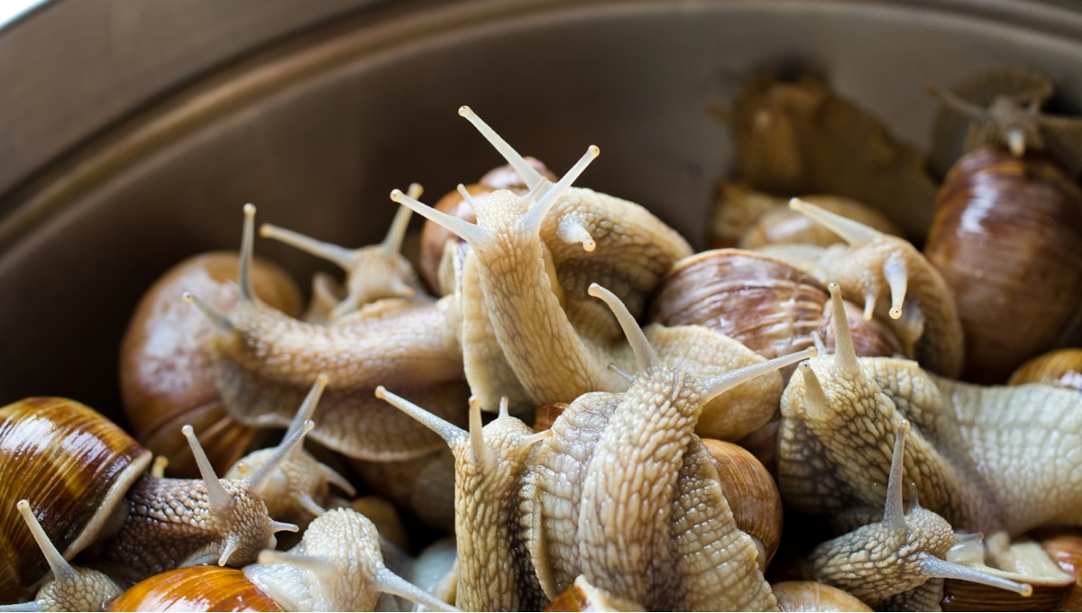 Edible Land Snails Or Escargot Are A Delicacy