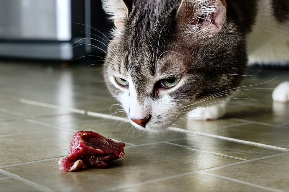 Muzzle of a mustache cat close-up sniffs a piece of raw meat on the floor. Natural pet food